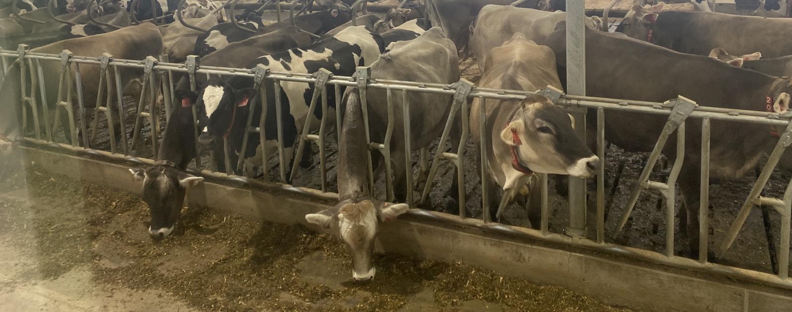 hero for photo gallery - dairy cattle