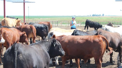 Cows