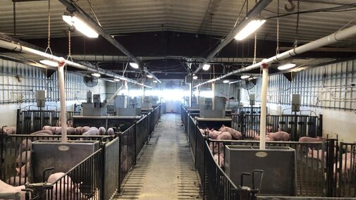 Wide Shot of Swine Building