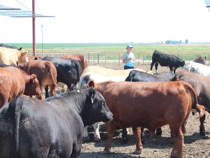 Cows