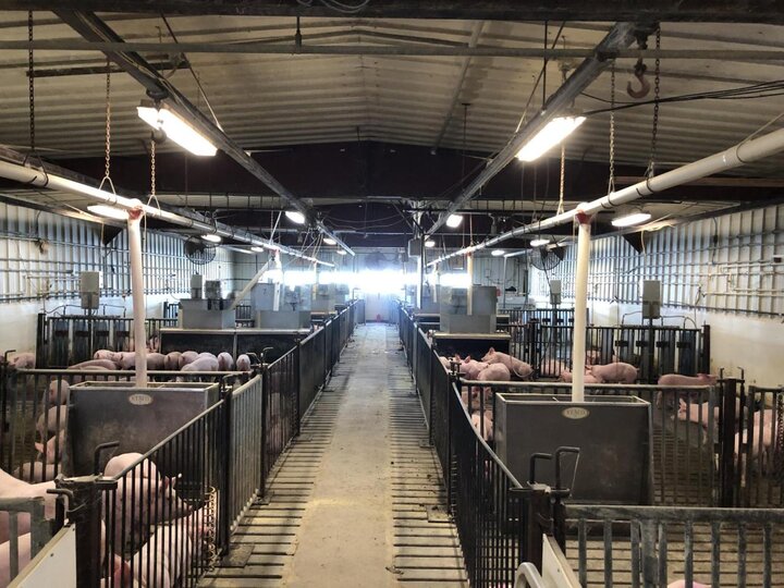 Wide Shot of Swine Building